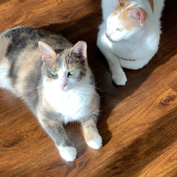 Lilly - Picture 9 of 10